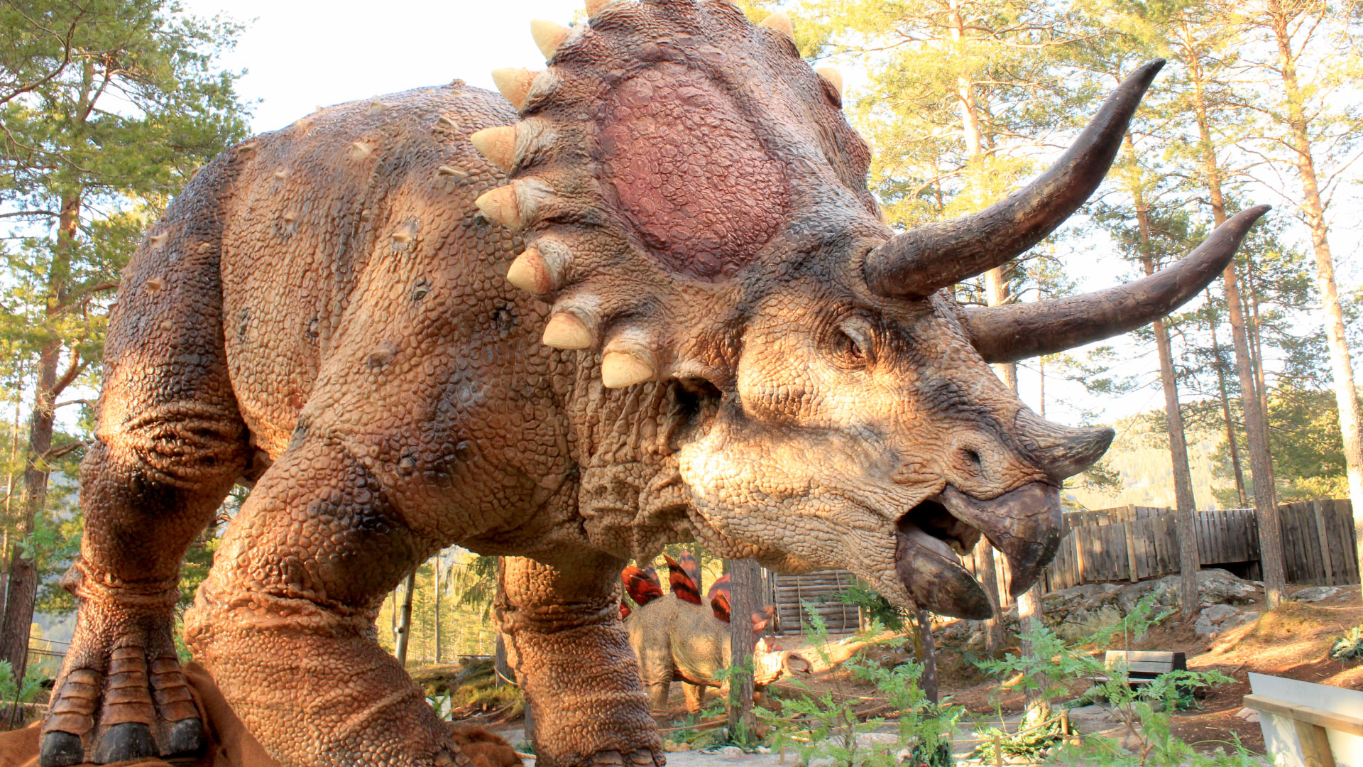 triceratops